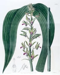 Illustration of Eulophia alta (as syn. Cyrtopodium woodfordii)